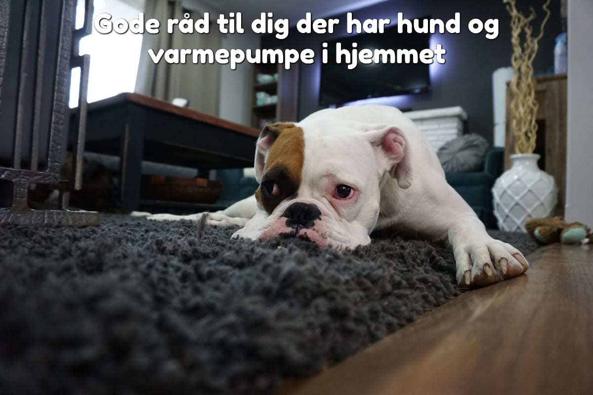 Gode råd til dig der har hund og varmepumpe i hjemmet