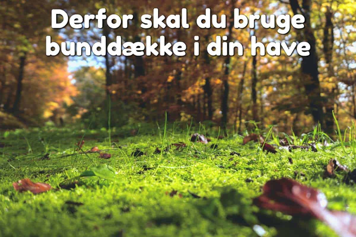 mosebund i skoven