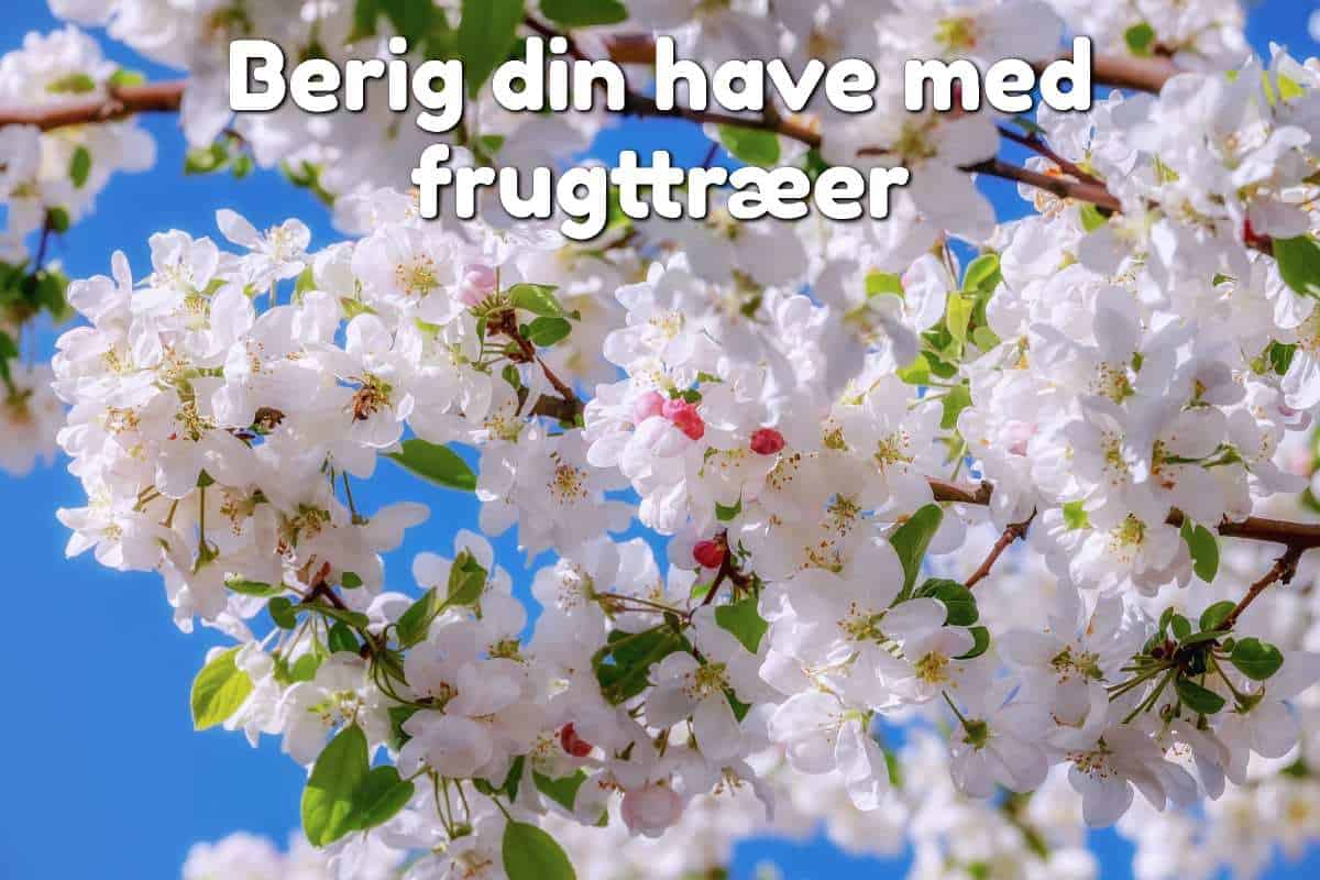 blomstrende æbletræskvist